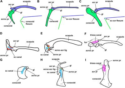 Comments on the Morphology of Basal Paravian Shoulder Girdle: New Data Based on Unenlagiid Theropods and Paleognath Birds